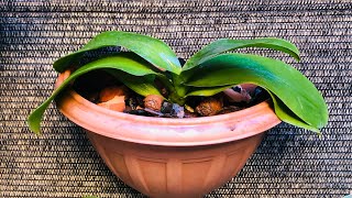 Replantando orquídeas PHALAENOPSIS e ODONTOGLOSSUMVeja resultados dos replantes e enraimentos [upl. by Rozanne]