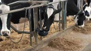 DeLaval Dairy Management DelPro™  DeLaval [upl. by Yusuk]