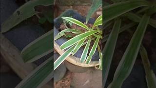 spider plant  chlorophytum comosum [upl. by Garceau230]