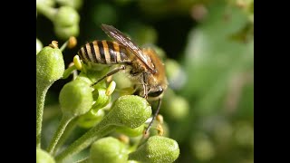 Ivy and her Bee [upl. by Joanne839]