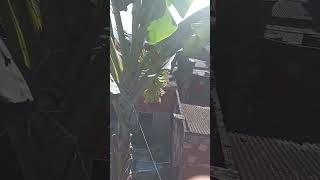 Banana da terra cultivo no quintal de minha casa Part4 [upl. by Milli102]