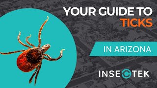 Your Guide to Tick Pest Control in Phoenix AZ [upl. by Einhoj]