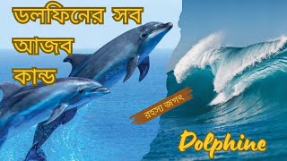 ডলফিনের সব আজব কান্ড  dolphiner sob ajob kando  dolphine  rohoshojogot [upl. by Leinnad]