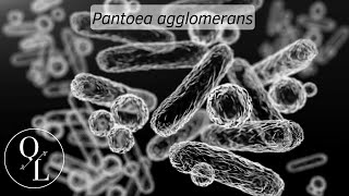 29 Pantoea agglomerans antes Enterobacter agglomerans Erwinia herbicola y Erwinia milletiae [upl. by Fairlie]