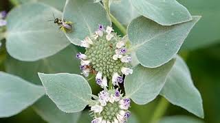 Pollinators on Pyncnanthemum muticum [upl. by Roselba542]