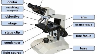 parts amp components of a light microscope [upl. by Gweneth565]