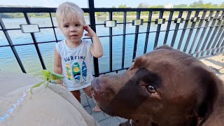 Toddler and His Dog Become Secret Spies [upl. by Eiliab]