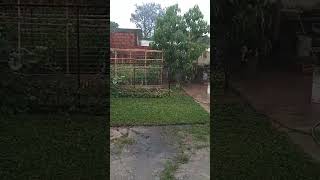 Lluvia en la huerta garden relaxing rain relax nature [upl. by Nosyk]