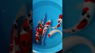 Koi Show Quality koi koiblitar koiindonesia koifish koilover [upl. by Eldrida795]