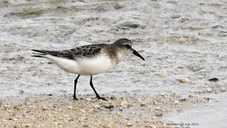 トウネン（シギ科）Calidris ruficollis 2024年9月 沖縄本島 [upl. by Yllas]