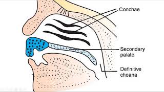 EMBRYOLOGY OF THE NOSE AND THE PARANASAL SINUSES [upl. by Cheung]