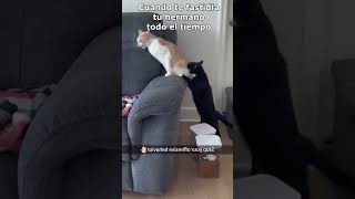 Cuando te fastidia tu hermano cat gatosgrasiosos gatoschistosos videosgraciosos pets [upl. by Limann]