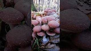 Małe grzybki w listopadowe przymrozki boletus mushroom grzyby i Wędkarstwo Świętokrzyskie [upl. by Esmeralda]