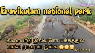 Eravikulam National Park  Top Places to Visit in Munnar  Nilgiri Tahrs [upl. by Nitsug517]