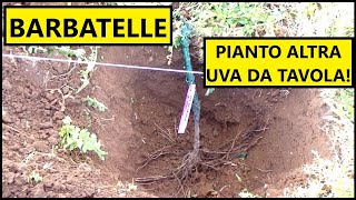 Ho piantato altre BARBATELLE di vite nellorto con il METODO TRADIZIONALE  Tutorial Agricoltura [upl. by Moishe]