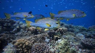 Maldives  freediving Embudu Village [upl. by Feliza]