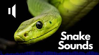 Snake Sound Effects Hissing  Hiss  No Copyright [upl. by Anelav203]