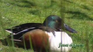 shoveler  slobeend  anas clypeata [upl. by Nesnar]