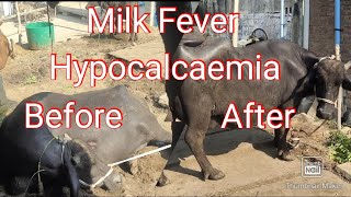 Hypocalcemia in buffalo  Milk Fever in cow  Parturient Paresis in cow [upl. by Housen]