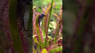 Sundew plant eating fly shorts [upl. by Newell583]