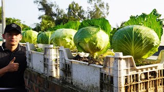 Growing Cabbage Is Easy You Dont Need A Garden To Still Have Cabbage To Harvest [upl. by Akiram]