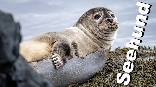 Der Seehund  Eine fotografische Entdeckungsreise [upl. by Ahsekin]