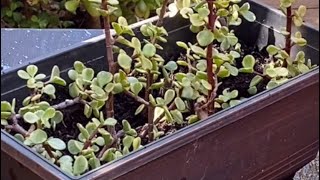 A27A11Propagating Succulents Replanting from Cuttings [upl. by Neo]