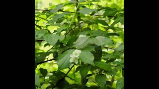 THE SINGLE MOCK ORANGE [upl. by High78]