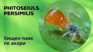 Phytoseiulus persimilis  Хищен паяк по акари [upl. by Eirahs]