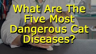 What Are The Five Most Dangerous Cat Diseases [upl. by Aley186]