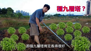 種菜怎麼能少得了九層塔，可是現在是冬天，還能種嗎？【我是杰少】 [upl. by Far]