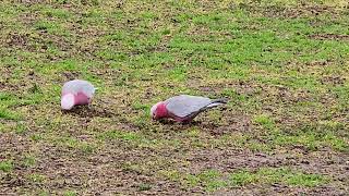 Parrots and Cockatoos enjoying the ovals wet conditions 😅 [upl. by Endor]