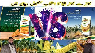 DK8148 Vs DK8022  Maize cultivation  dekalb corn hybrid seeds  AL SYED FARMS  ڈیکالب 8022 [upl. by Nodababus]