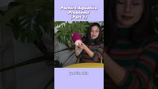 Pachira Aquatica Problems  Problem N1 [upl. by Asum]