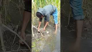 How to irrigate the planting manually shorts irrigation irrigationsystem [upl. by Nerag840]