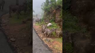 Nigiri’s thar varai aadu trending nature tamil trendingshorts deer tamilnadu [upl. by Canty]