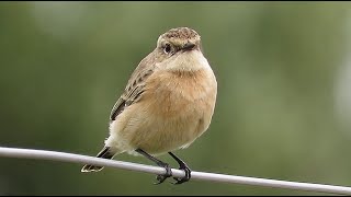 Siberian Stonechat  Saxicola maurus  Aziatische Roodborsttapuit  Ostend – Belgium  Sept 25 2024 [upl. by Leizo452]