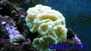 Caulastrea Furcata [upl. by Alroy]