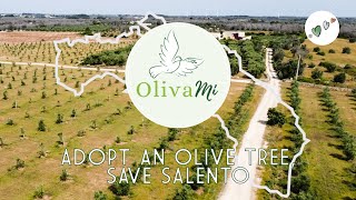 Olive trees and olive oil history Adopt a tree in salento Puglia Olivami by Davide Mengoli [upl. by Aibat416]