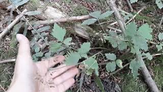 Foamflower Tiarella trifoliata [upl. by Nimsaj]