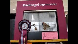 Zebrafinken auf der Vogelschau in Porta Westfalica 2017 Wiehengebirgsschau [upl. by Hylton]