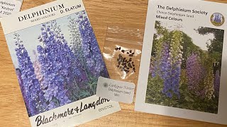 Starting Delphiniums From Seed [upl. by Blas]