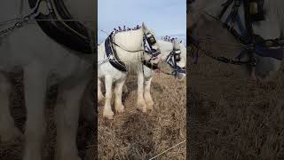 Traditional Horse Ploughing at the 73rd British National Ploughing Championships 13th October 2024 [upl. by Frederigo]