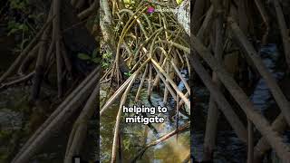 quotMangroves Natures Tsunami Shield  Coastal Protection amp Disaster Mitigationquot [upl. by Tani953]