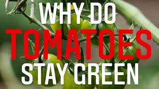 WHY DO TOMATOES STAY GREEN HOW TO RIPEN GREEN TOMATOES IN COLD CLIMATES  Gardening in Canada 🍅 [upl. by Lesig758]