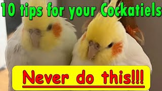 Ten tips that never do with a Cockatiel bird cockatiel parrot pet cockatoo cute birdlove [upl. by Mintz]