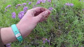 Hands On Horticulture Identifying Prairie Verbena [upl. by Erlandson888]