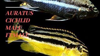 Auratus cichlid breeding [upl. by Blondell384]