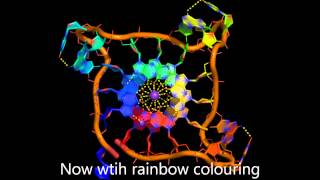 The parallel DNA Gquadruplex [upl. by Ahsinal]