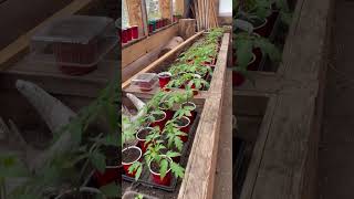 How to Garden in ZONE 1  greenhouse gardening woodfired offgrid lifestyle howto tomato dogs [upl. by Blayne987]